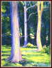 #23, Rainbow Eucalyptus 2, W/C