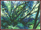 36 Kaupo Mango Tree, Acrylic