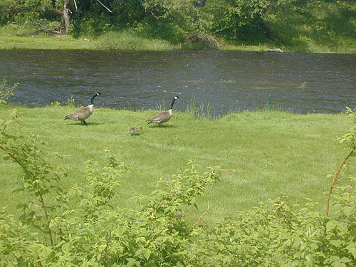 Geese by the river