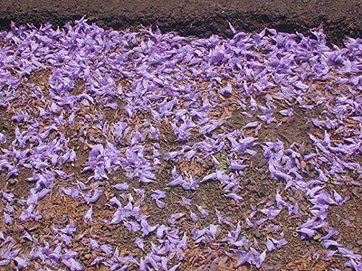 Flowers in the street