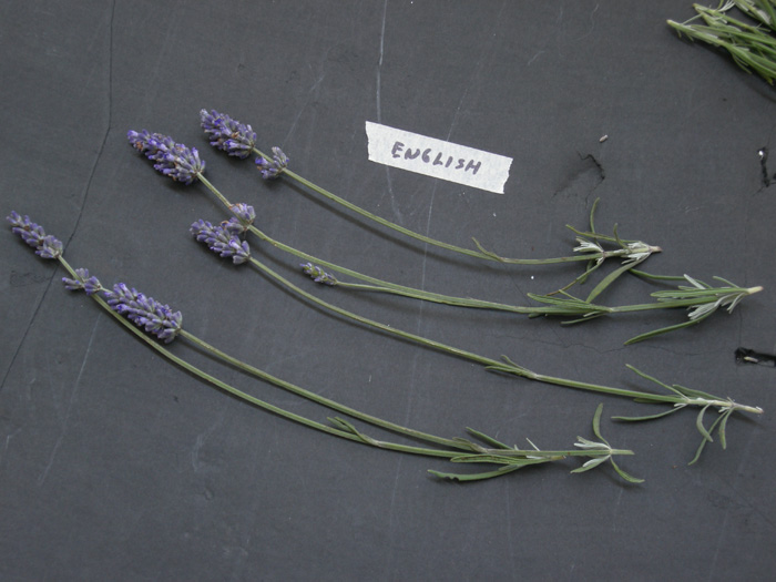 English lavender plant photos