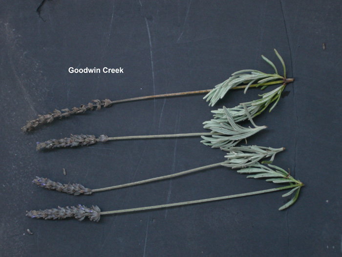  Goodwin Creek lavender plant photos