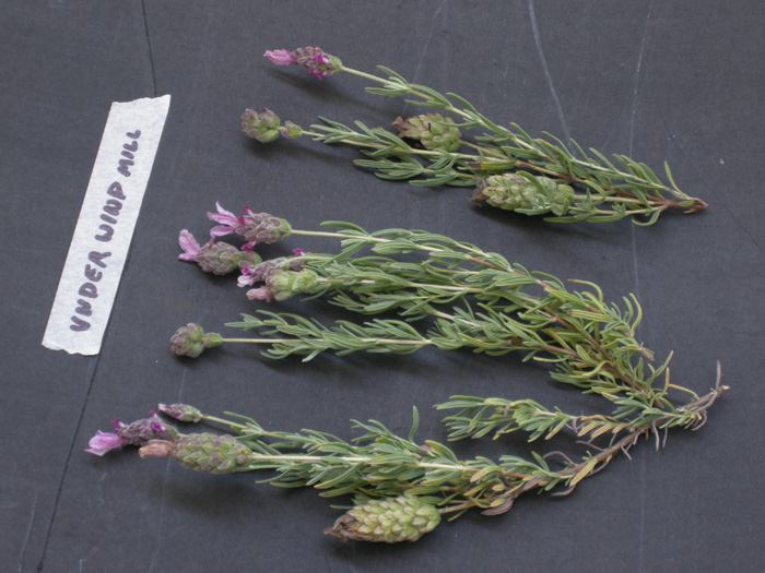 Spanish lavender plant photos