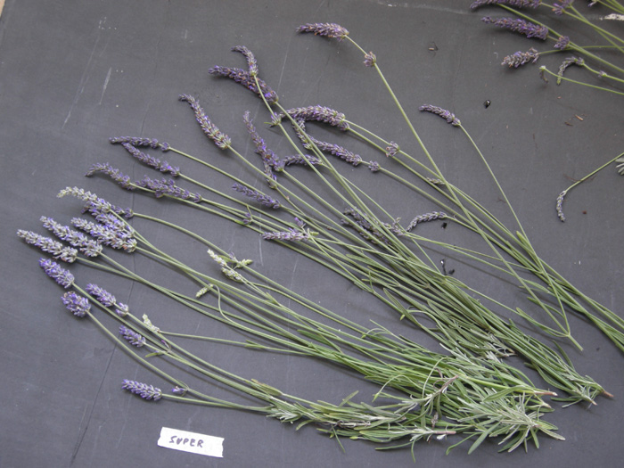 Super lavender plant photos