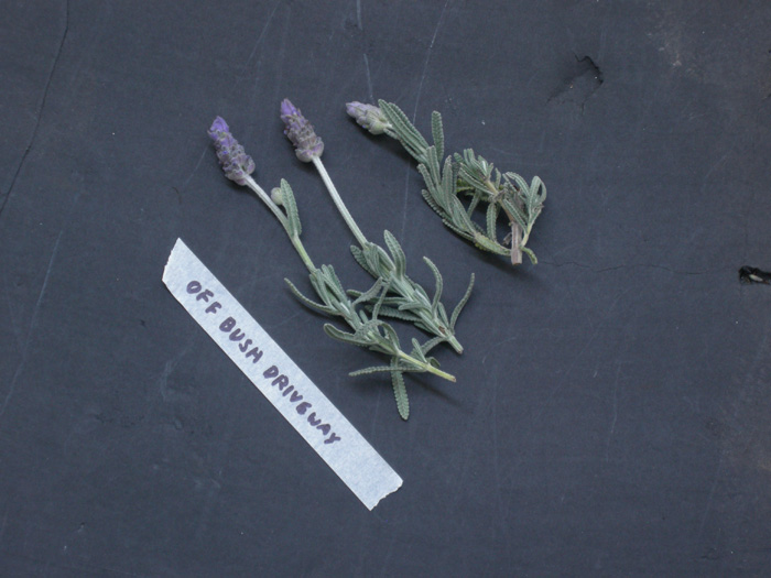  lavender plant photos