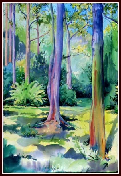 #22 Rainbow Eucalyptus 1 W/C
