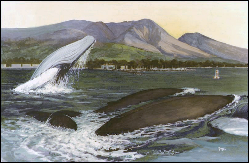 Humpback Whale Family, Lahaina, Maui, Hawaii